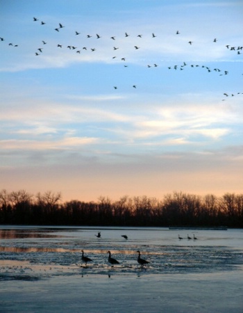Geese on Cottonwood Lake