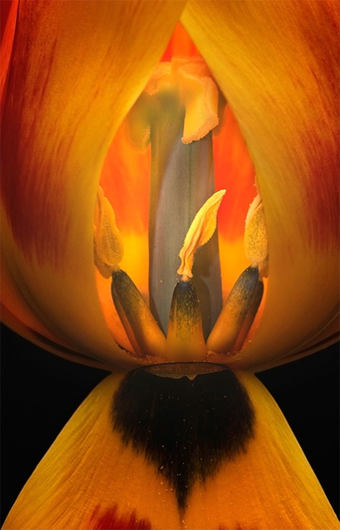 Open Tulip