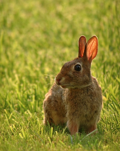 Backyard Bunny