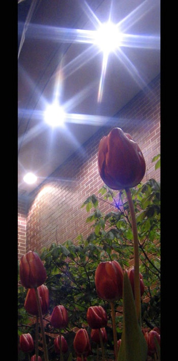 Tulip beauty at night