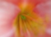 Enter The Beauty