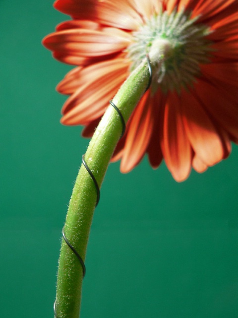 Gerbera Perspective