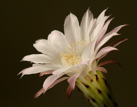 Uncommon Beauty