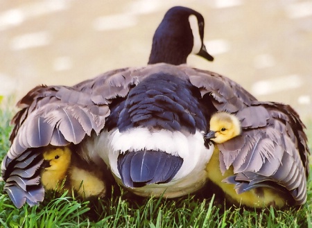 ~ under mom's wing ~ 