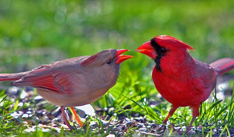 Cardinals