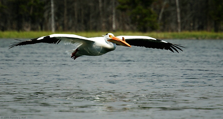 American White Pelican