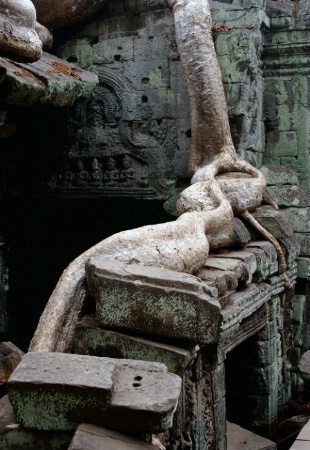 Jungle Overgrowth, Angkor Wat