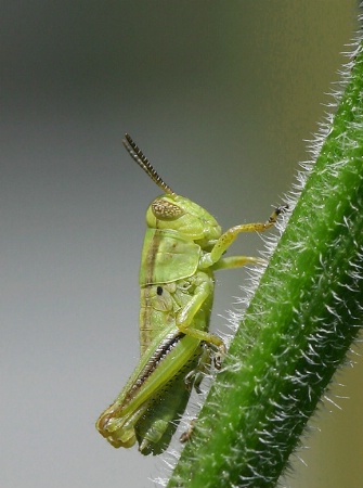 Baby Grasshopper