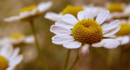 Small Imperfections - Feverfew