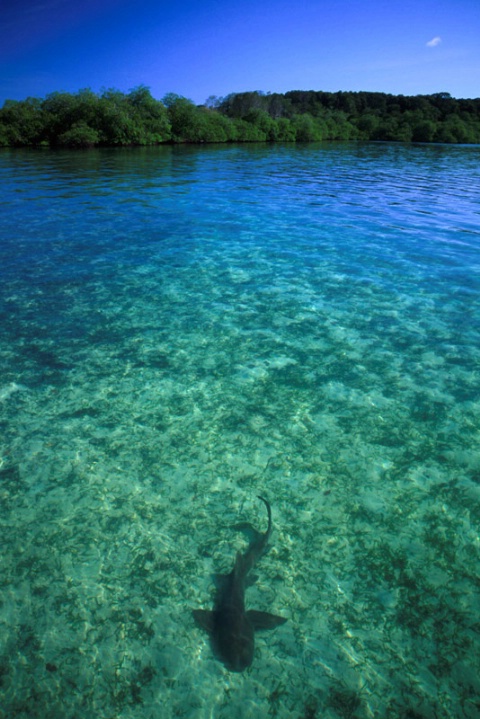 Shark-Panamá