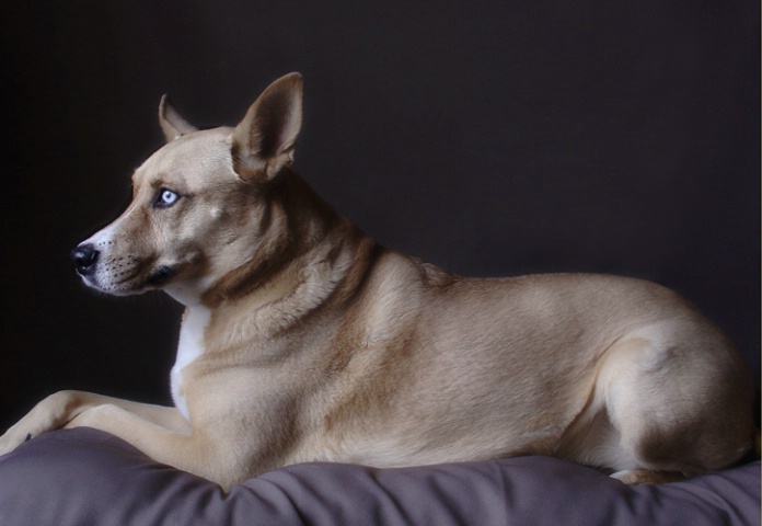 Canine Meditation