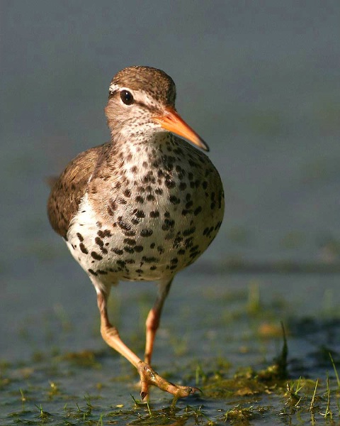 Spotted Sandpiper