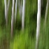 © Glenn Affleck PhotoID # 992936: White Birches 1