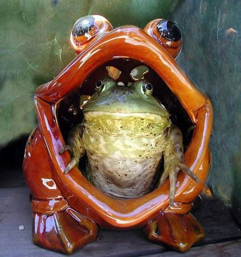 Frog-n-a-Frog