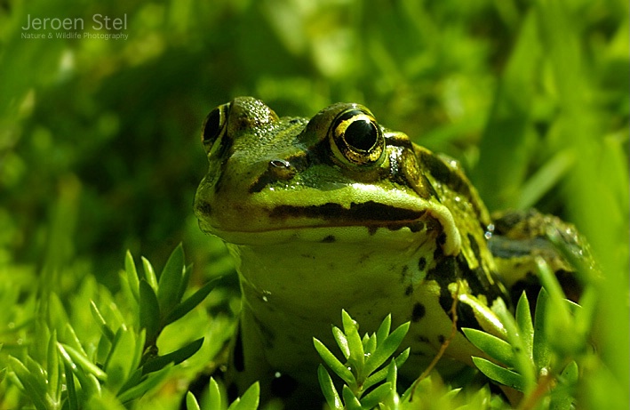 Green Frog