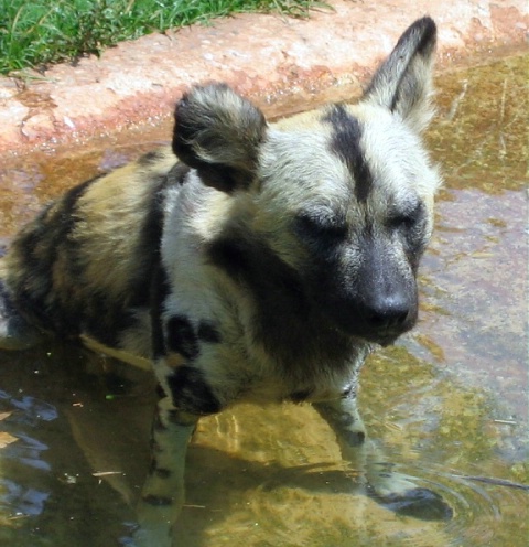 A Cool Dip On A Hot Summer's Day