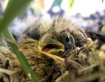 Baby Bird Or Old ...