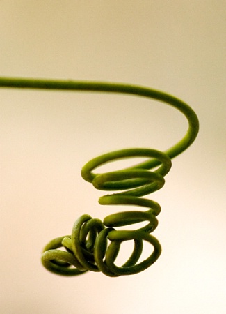 Twisting Tendril