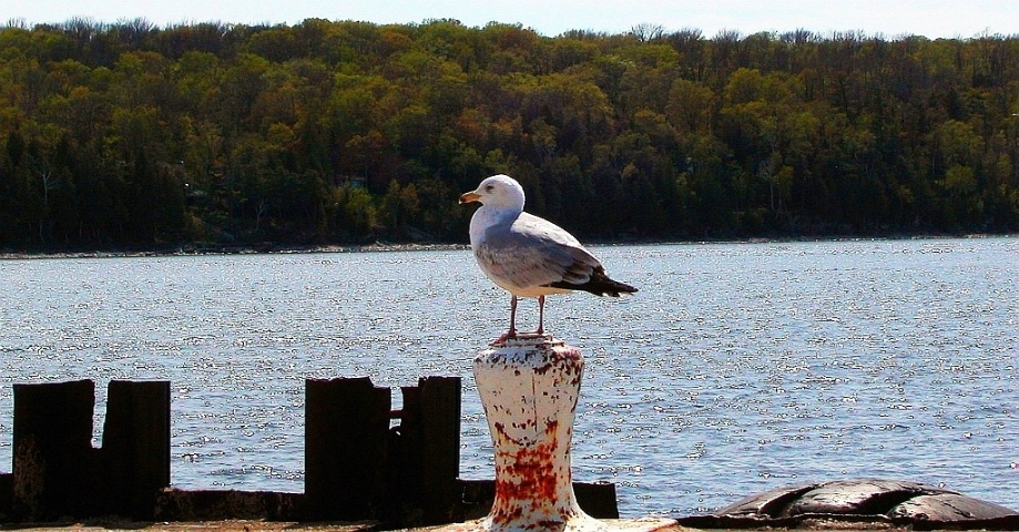 His Majesty, King of the Dock
