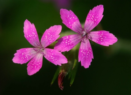 Deptford Pink