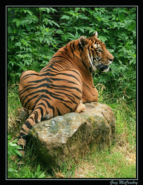Big Boy - ID: 994794 © Greg McCroskery
