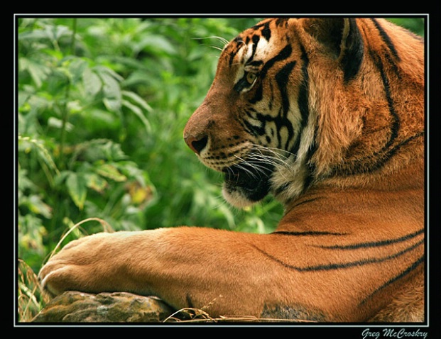 Deep In Thought - ID: 994795 © Greg McCroskery