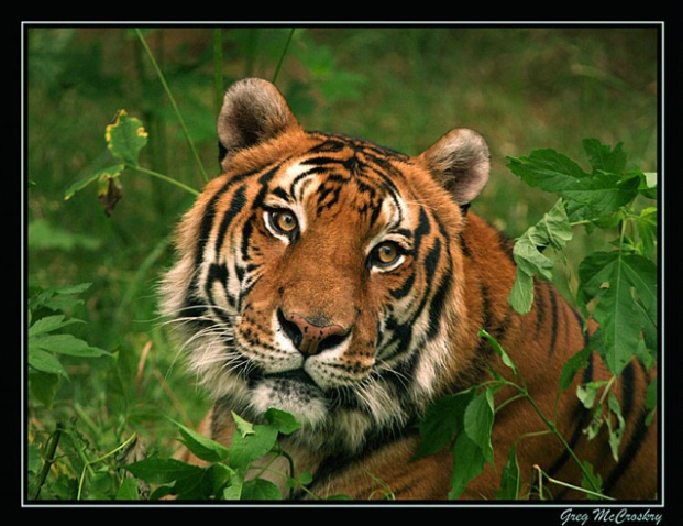 Handsome Boy - ID: 994796 © Greg McCroskery