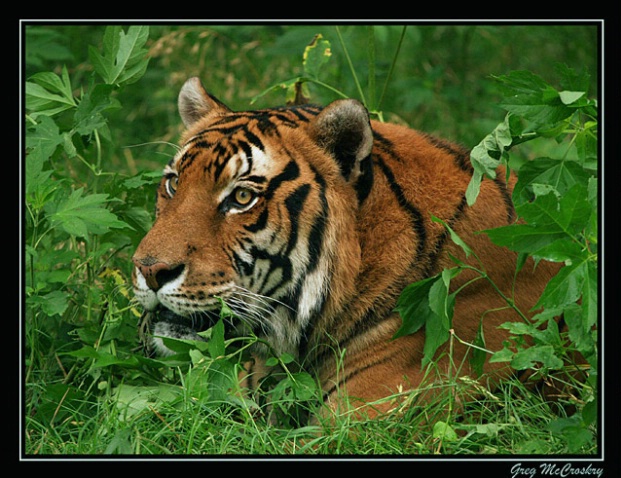 Keeping An Eye On Things - ID: 994797 © Greg McCroskery