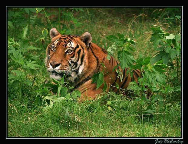 Taking It Easy - ID: 994802 © Greg McCroskery
