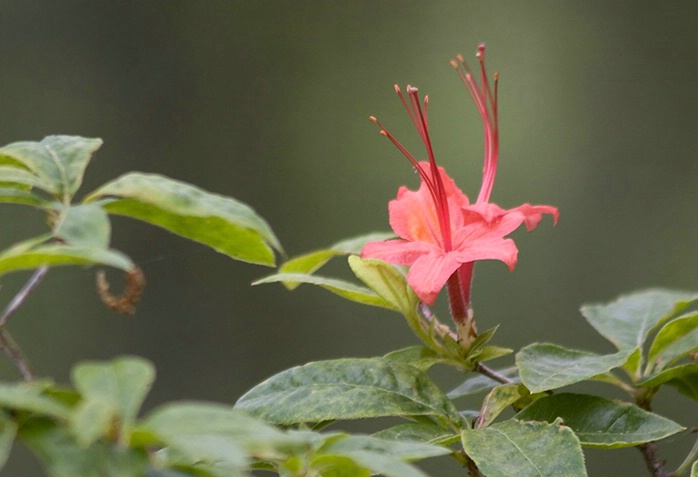 Flame Azalea 5-29-05 - ID: 994820 © Robert A. Burns