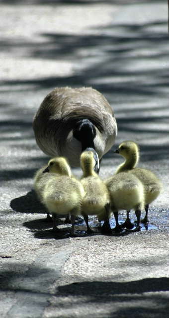 The Huddle 