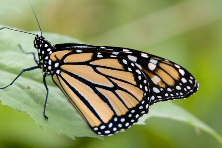 Monarch Butterfly #3