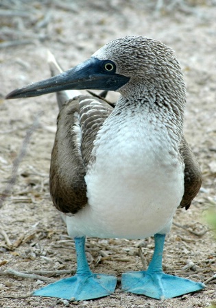 Blue-footed boobie