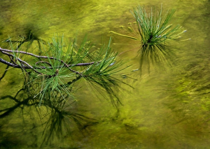 Pine Branch in Water - ID: 995746 © Sharon C. Nickodem