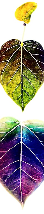 Three-Leaves
