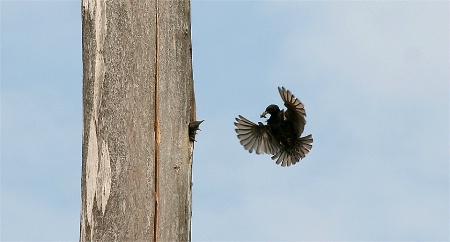 Beakful.. Starling