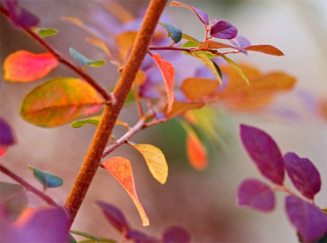 Purple Haze