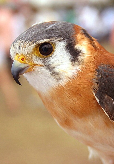 Young Kestrel