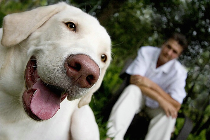 White Lab with Owner in Background - ID: 998123 © Wendy M. Amdahl