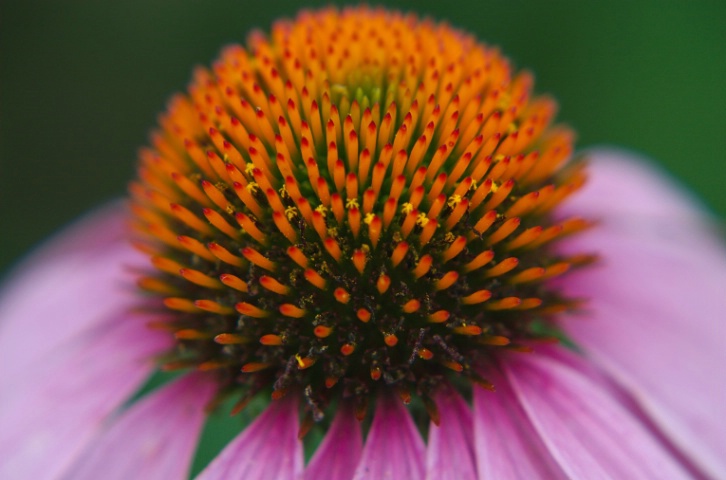 Close   Purple   Cone