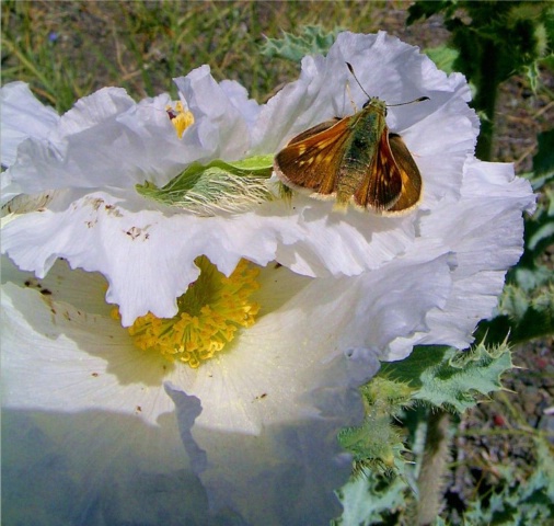 Skipper