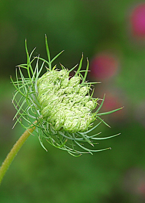 Milk Weed