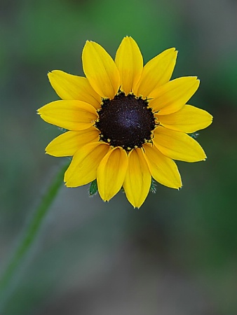 Black-eyed Susan