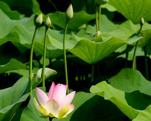 Early Lotus Bloom