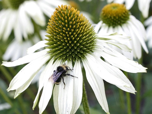 Bumble Bee and Echinacea