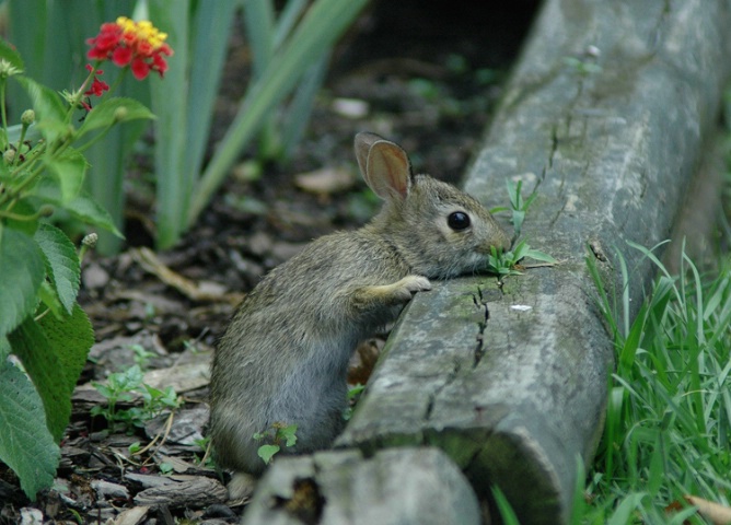 Little Bunny