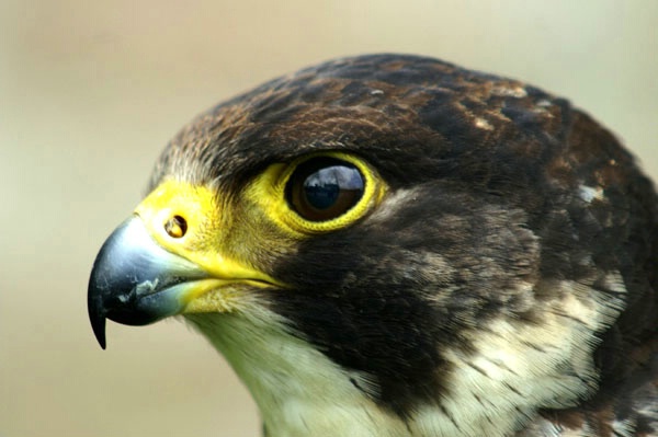Eye of the falcon