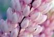 soft pink lupin