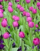 Magenta Tulips