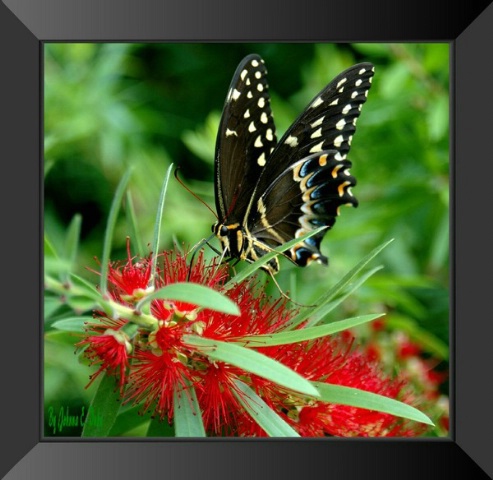 Black Swallowtail Butterfly